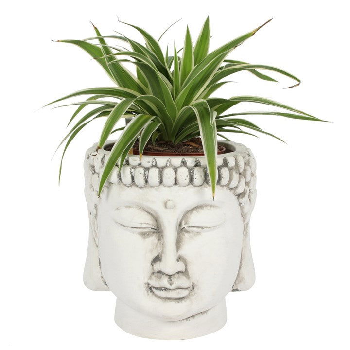 Buddha Head Planter - eKo NZ - 