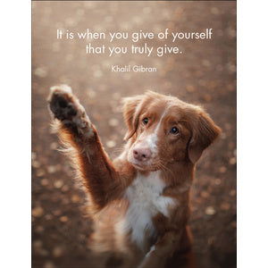 Quote Box - Every Dog - eKo NZ - 