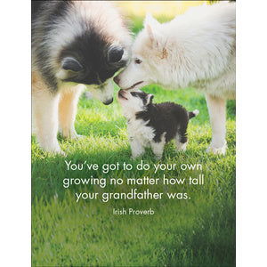 Quote Box - Every Dog - eKo NZ - 