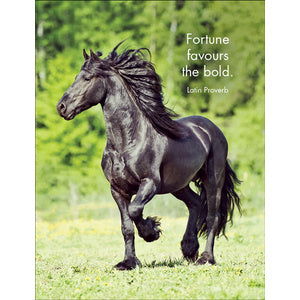 Quote Box - Horse Sense - eKo NZ - 