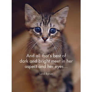 Quote Box - Kitten Tales - eKo NZ - 