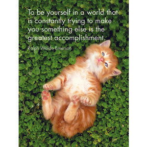 Quote Box - Kitten Tales - eKo NZ - 