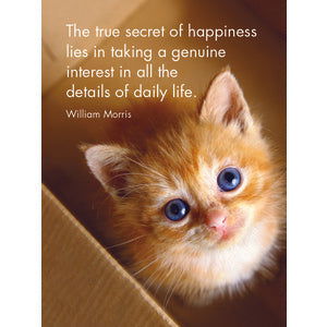 Quote Box - Kitten Tales - eKo NZ - 