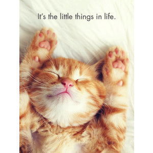Quote Box - Kitten Tales - eKo NZ - 