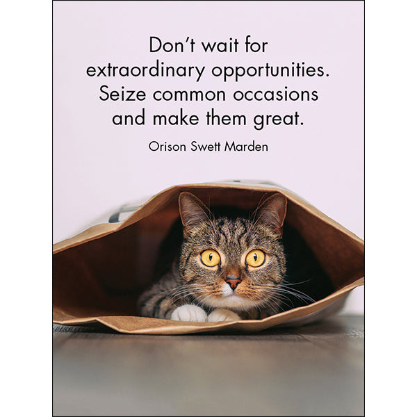 Quote Box - Top Cats - eKo NZ - 