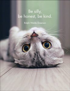 Quote Box - Wise Cats - eKo NZ - 